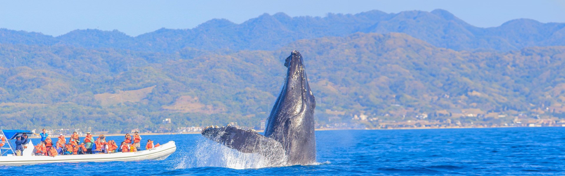 PUB_VPV_SLIDE_ballena.jpg